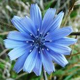 Chicory Root (Cichorium intybus)